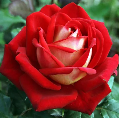 Фотка Люксор розы - выбери желаемый формат