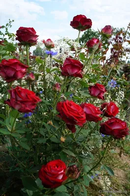 Изображение Люксор розы высокого качества