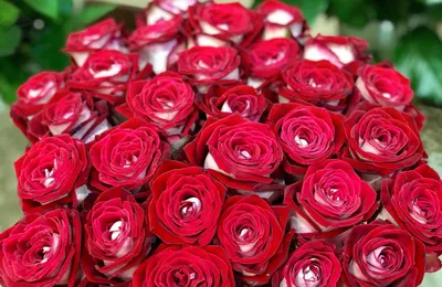 Фото Люксор розы на ваш выбор: jpg, png, webp