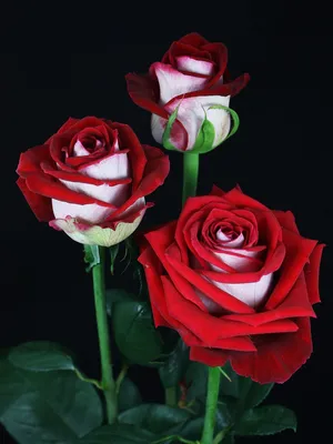 Люксор роза - изысканное изображение