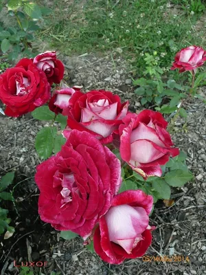 Удивительные фотографии Люксор розы с возможностью скачать в разных форматах