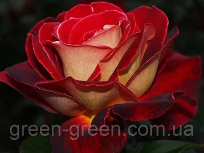 Погрузитесь в красоту розы Люксор на этой фотографии