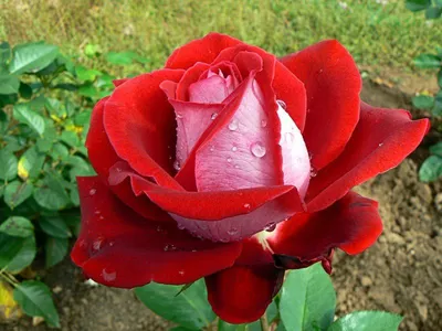 Изображение Люксор розы для скачивания