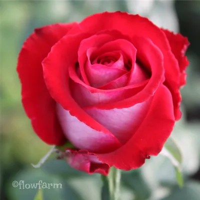 Впечатляющие фотографии Люксор розы в различных форматах
