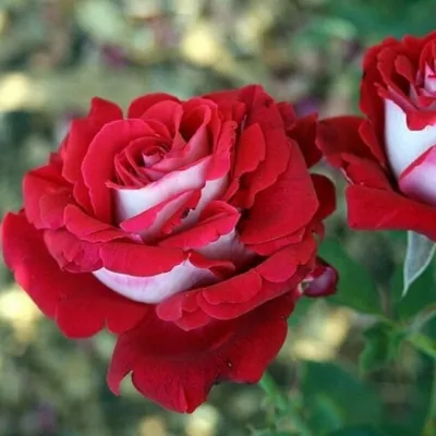 Фотка Люксор розы - выберите удобный вариант для скачивания