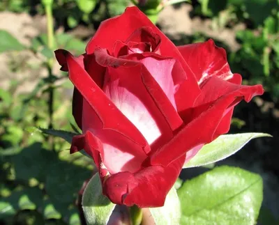Превосходные фото Люксор розы в высоком разрешении