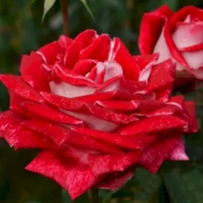 Фото розы Люксор в формате png - быстро и удобно