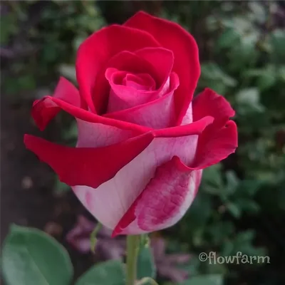 Изображение розы Люксор с разными размерами для выбора
