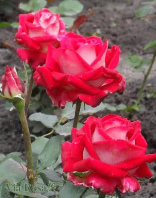 Красивое фото Люксор розы с возможностью выбора размера