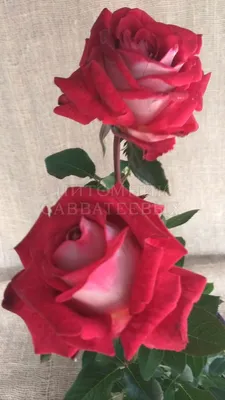 Люксор роза - прекрасная фотография для вашего выбора