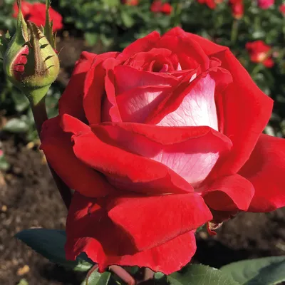 Красивая роза Люксор на уникальной картинке