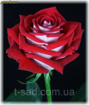 Изображение Люксор розы высокого качества для скачивания