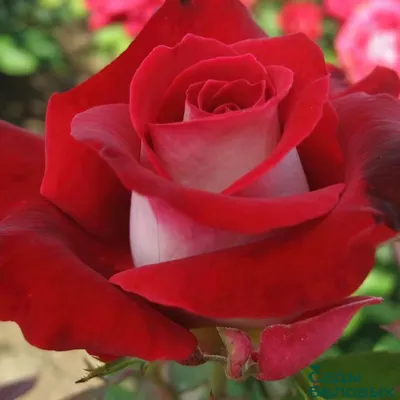 Фото Люксор розы на ваш выбор: jpg, png, webp
