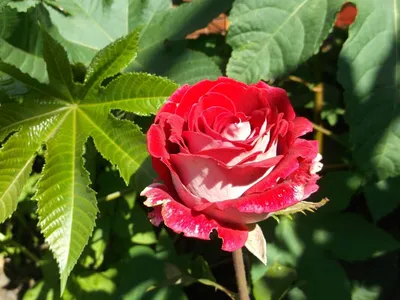 Люксор роза - изысканное изображение в высоком разрешении