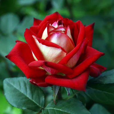 Удивительные фотографии Люксор розы с возможностью скачать в различных форматах