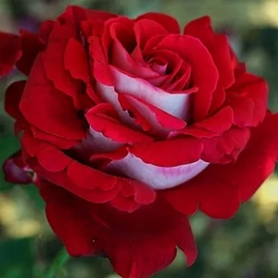 Погрузитесь в красоту розы Люксор на этой удивительной фотографии