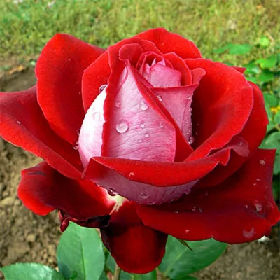 Фото Люксор розы для скачивания в формате jpg