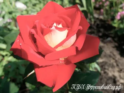 Изображение Люксор розы с возможностью выбора формата и размера