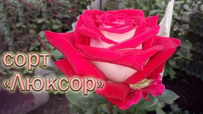 Впечатляющие фотографии Люксор розы в различных форматах с возможностью быстрого скачивания.