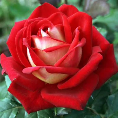 Фото розы Люксор в формате png для скачивания
