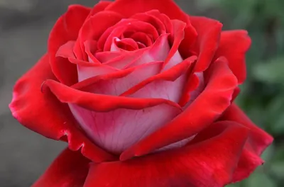 Изображение розы Люксор с различными вариантами размеров