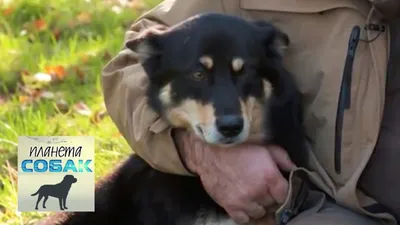 Изображение лопарской оленегонной собаки на фоне осенней природы