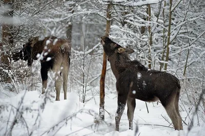 Фотографии Лося зимой: Застывшие моменты в снежной тишине