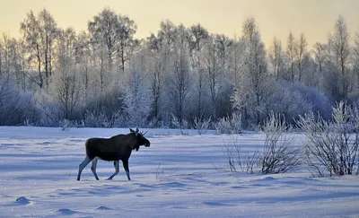 Лось в зимнем лесу: Замороженная красота природы