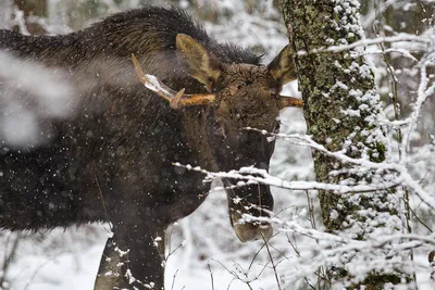 Фотография Лося в зимнем лесу: Леденящие моменты в кадре