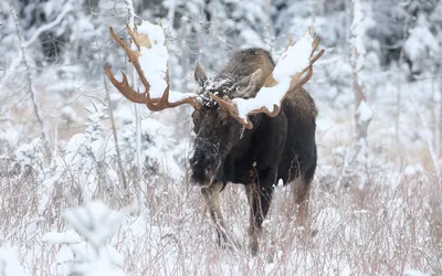 Лось зимой: Фотоистории в холодной драме