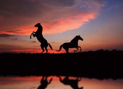 Лошадей на закате  фото