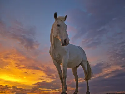 Загадочное величие: фото лошадей на закате в WebP формате