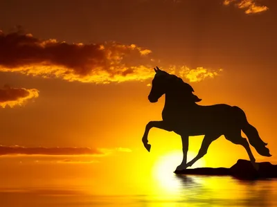 Лошади на закате: скачайте бесплатно эту красоту в формате PNG