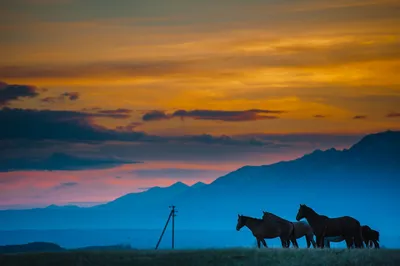 Фото лошадей на закате: новая коллекция в 4K разрешении
