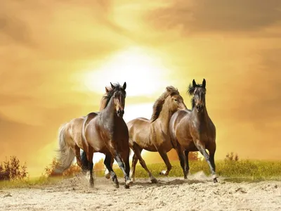 Коллекция фотографий лошадей на закате: бесплатно и в хорошем качестве