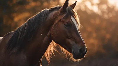 Фото лошадей на закате: мощная энергия природы на вашем экране