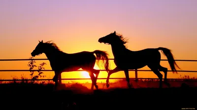 Лошади на закате: новое фото для ваших творческих проектов
