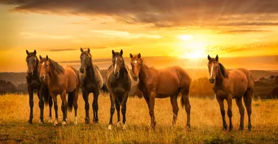 Фото заката с лошадьми в высоком качестве