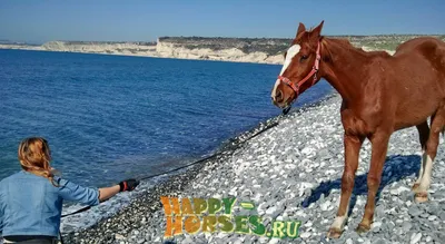 Морская прогулка на спине лошади