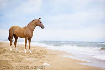 Фотографии лошадей у моря: скачивайте в формате JPG и PNG 