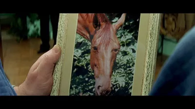 Фото лошадей из фильма невезучие: скачать бесплатно HD изображение в формате JPG