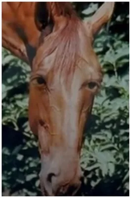 Картинки лошадей из фильма невезучие: бесплатные обои для скачивания в хорошем качестве