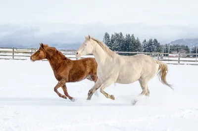 GIF с лошадьми на снегу: движение и красота