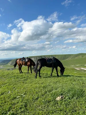 Фотографии лошадей в окружении величественных гор