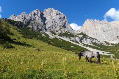 Фото лошади в горах - HD качество