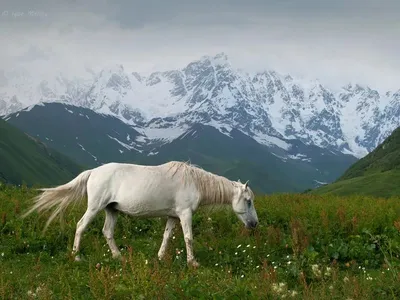 Рисунок лошадей в горах - арт в великолепном качестве