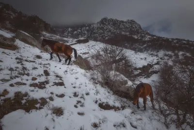 4K: Фотография Лошадей в горах, скачать бесплатно в 4K