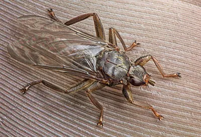 Фото Лосиной мухи с возможностью выбора размера и формата скачивания (JPG, PNG, WebP)
