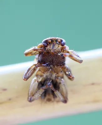 Лосиная муха: фото, раскрывающие ее уникальность