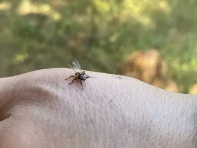 Фото Лосиной мухи: природа в маленьких деталях